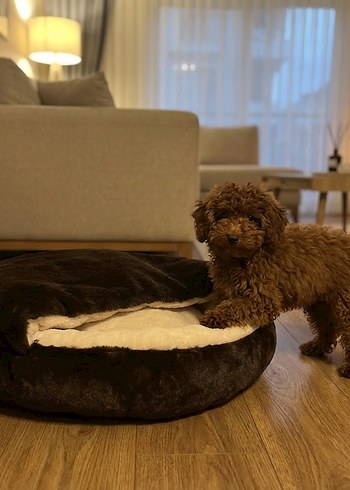 Koyu Kahverengi Peluş Evcil Hayvan Yatağı - Görsel 5