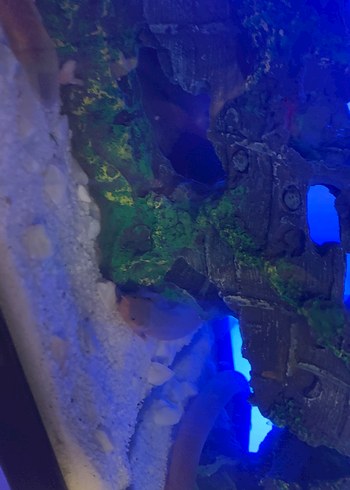 Mavi Aydınlatmalı Akvaryum Tankı - Görsel 4