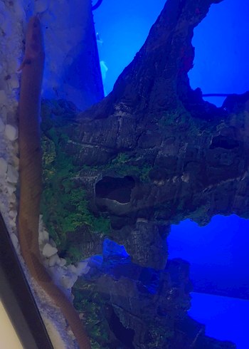 Mavi Aydınlatmalı Akvaryum Tankı - Görsel 3