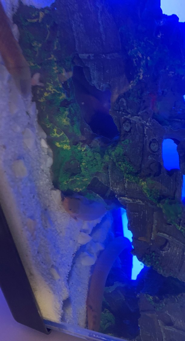 Mavi Aydınlatmalı Akvaryum Tankı - Görsel 4