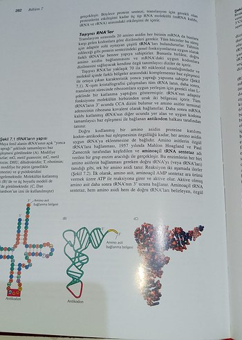 Beden Hücre Moleküler Yaklaşım - Üçüncü Baskı