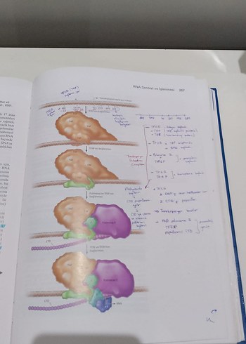 Hücre Moleküler Yaklaşım 7.Baskı - Görsel 5