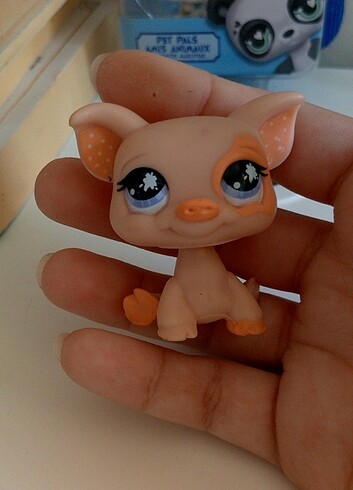 lps domuz minis