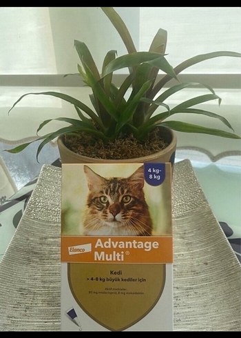 Advantage Multi 4-8 kg Büyük Kedi İçin