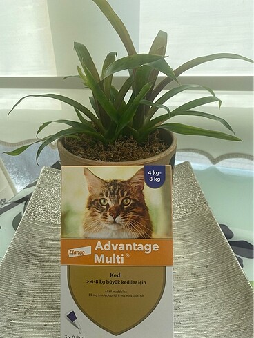 Kedi ürünleri