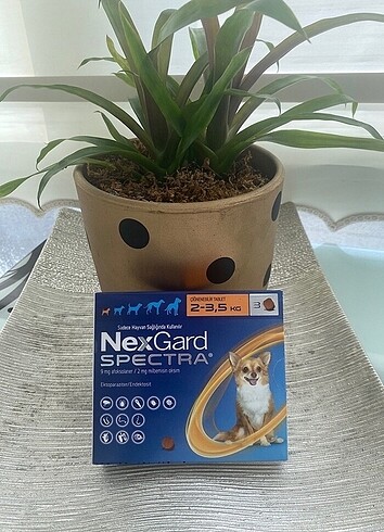 Nexs gard spectra köpek