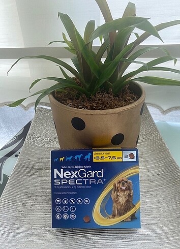 Nexs gard specta köpek