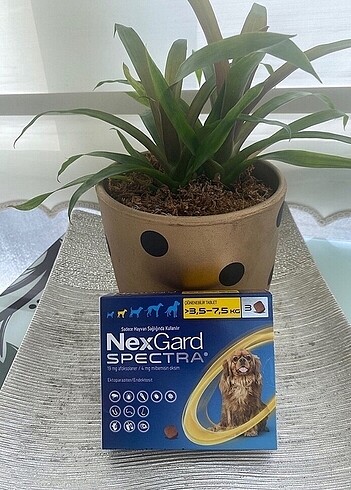 Nexsgard spectra köpek iç dış parazit