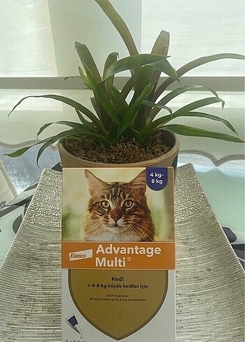 Adwantag multi kedi iç dış parazit