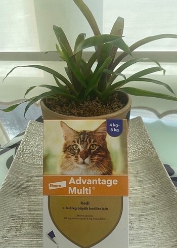 Advantage Multi Kedi 4-8 kg İçin