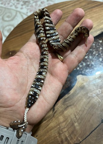 KOBRA YILAN HURMA ÇEKİRDEĞİ ZAZA TESBİH