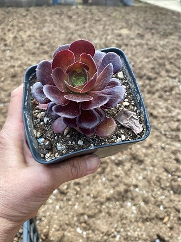 Aeonium Plum purdy