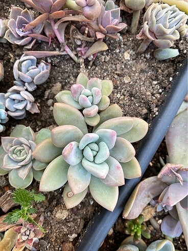 Graptoveria Opalina