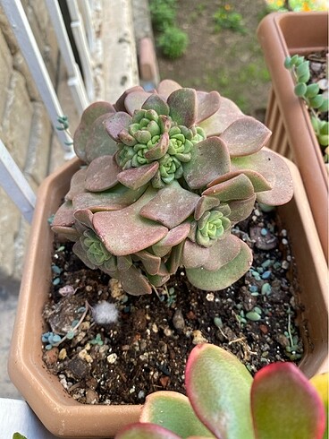 Aeonium Lilyped