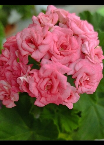 Antik rose sardunya köklü özel tür 