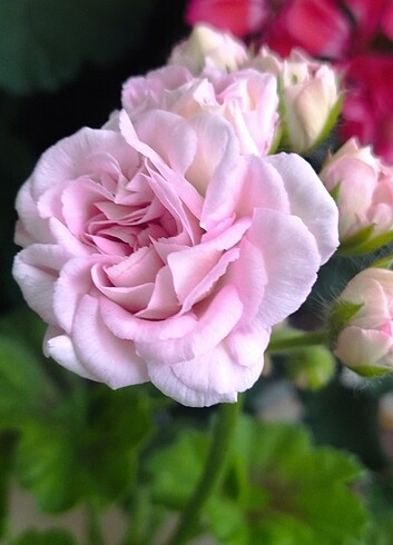 Milfed rose sardunya 