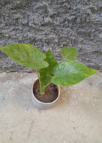 alocasia macrorrhizos fil kulağı
