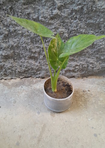  Beden alocasia macrorrhizos fil kulağı