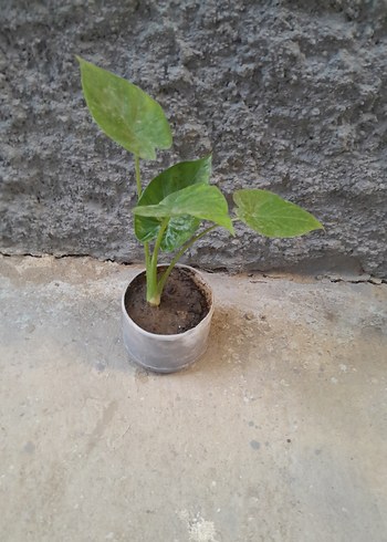  Beden yeşil Renk alocasia macrorrhizos fil kulağı