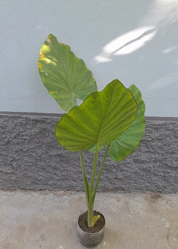  Beden yeşil Renk alocasia macrorrhizos fil kulağı