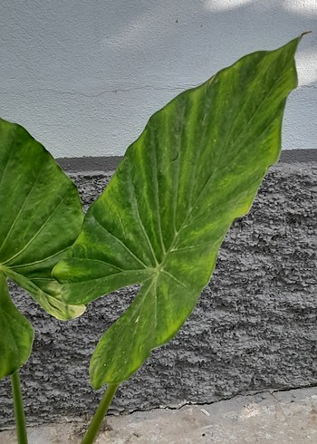 alocasia macrorrhizos fil kulağı