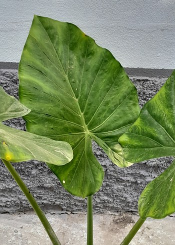 Çiçek alocasia macrorrhizos fil kulağı