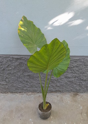  Beden alocasia macrorrhizos fil kulağı