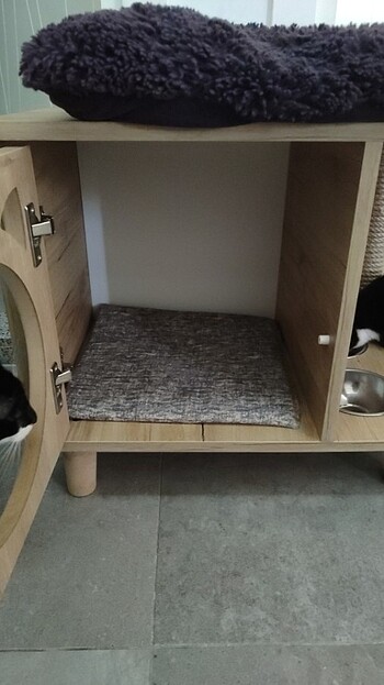 Beden Kedi evi