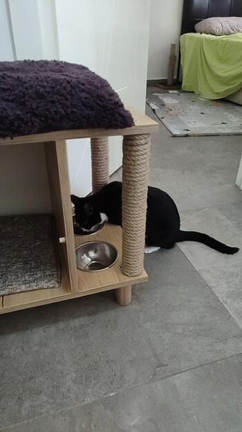 Beden Renk Kedi evi