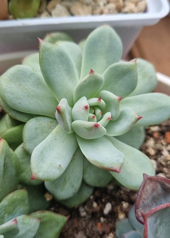 Diğer Echeveria ithal tür