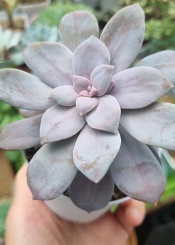 E. Süperbum
