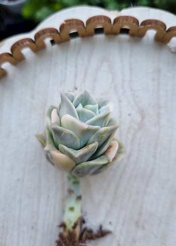 Diğer Echeveria Love Rose Verigate