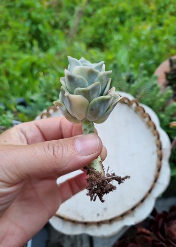 Beden çeşitli Renk Echeveria Love Rose Verigate