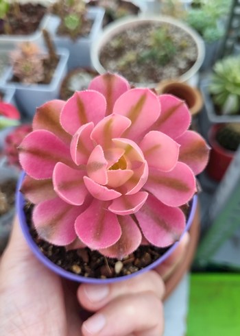 Aeonium Pink witch