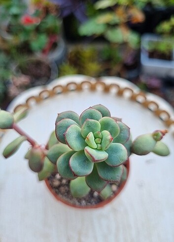 Echeveria Tango 