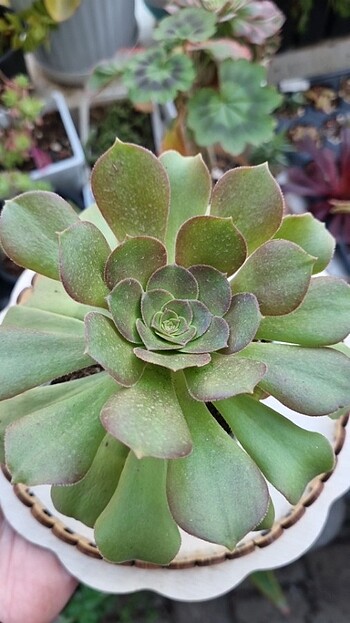 Aeonium Blushing Beauty