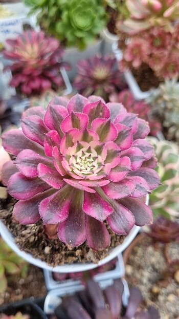 Aeonium Prences anna 