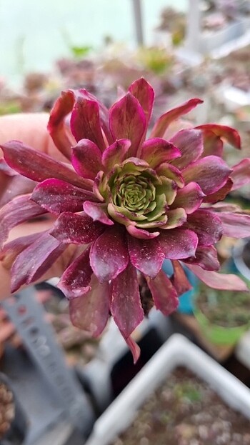 Diğer Aeonium Lingba Fairy 