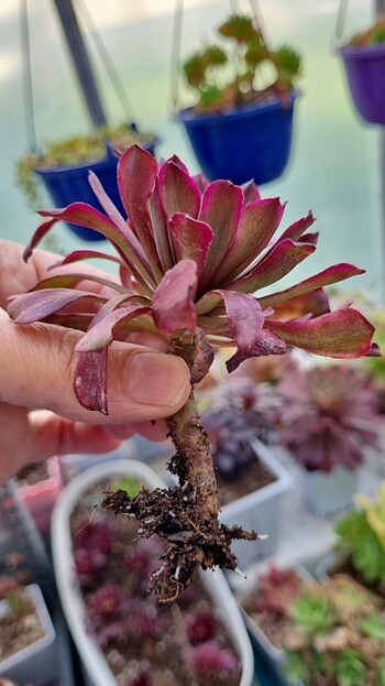  Beden Aeonium Lingba Fairy 