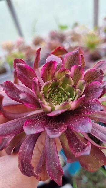  Beden çeşitli Renk Aeonium Lingba Fairy 