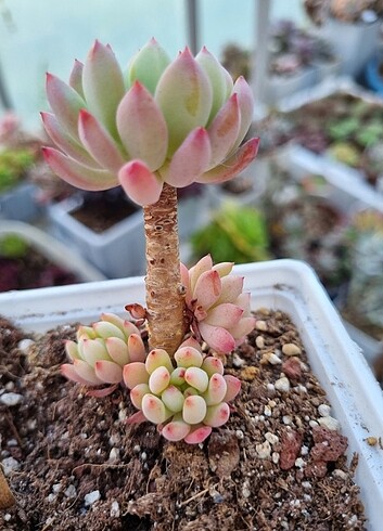Echeveria Blue Elf 