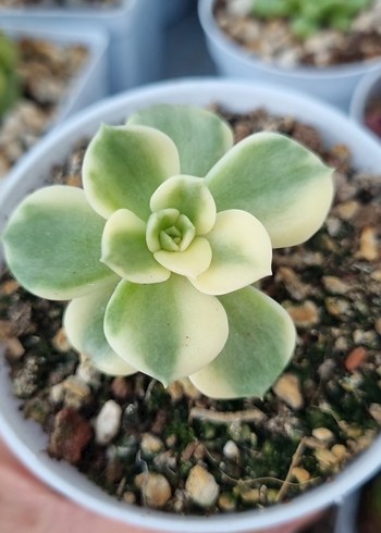 Echeveria Rolly verigate