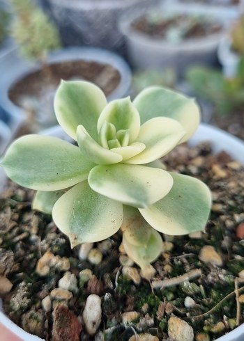 Diğer Echeveria Rolly verigate