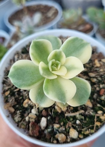  Beden Echeveria Rolly verigate