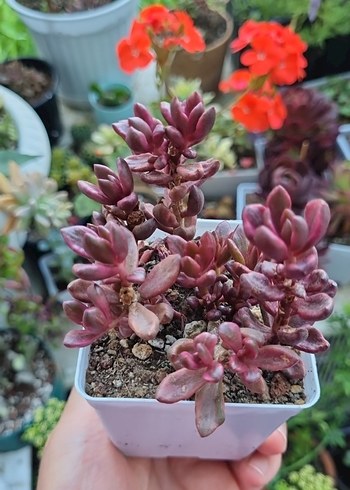 Echeveria Cholate Bronze