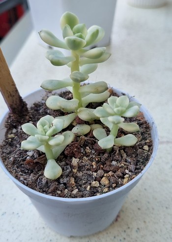 Diğer Echeveria Tango Verigate