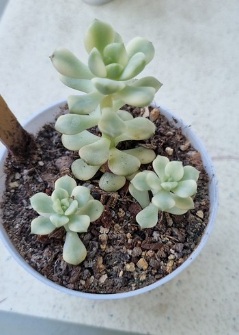 Beden Echeveria Tango Verigate