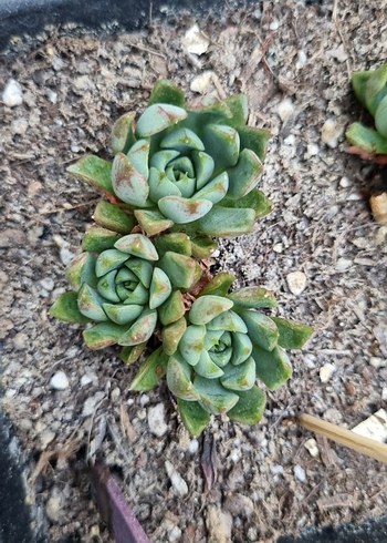 Diğer Echeveria Fireworks