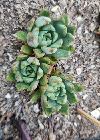 Echeveria Fireworks