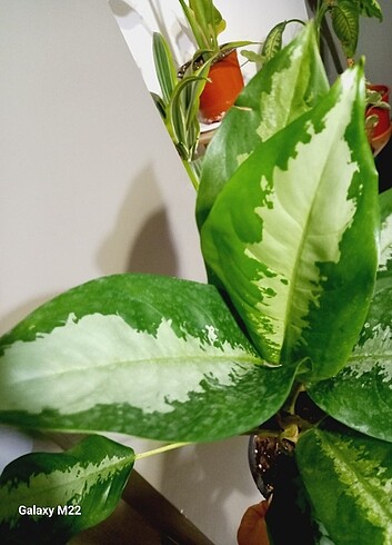 Aglaonema pataya 